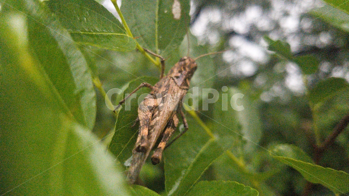 곤충,insect,동물,animal,크리켓곤충,cricketinsect,메뚜기,초록,갈색,접사,곤충,벌레,insect,bug
