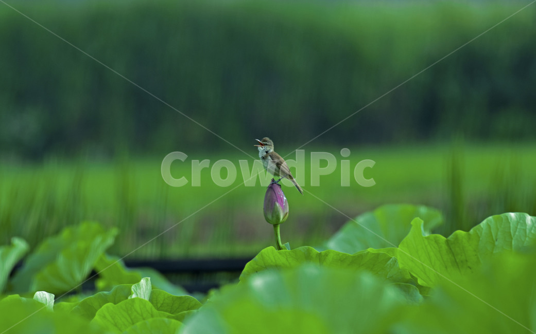 성호저수지,이천,개개비,연꽃,greatreedwarbler,휘바람새과,이천성호저수지,텃새,동물,animal,조류,새,birds