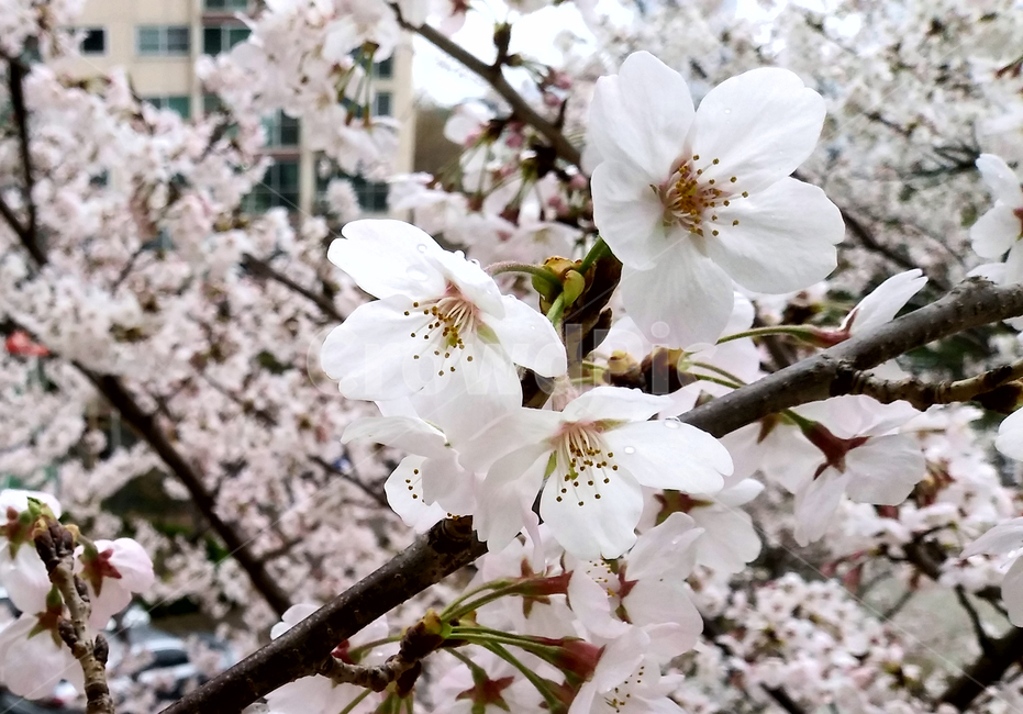 cherryblossom,벚꽃,꽃,blossom,flower,벚나무,봄,계절,나뭇가지,plant,식물,나무,tree,branch,spring,season,자연