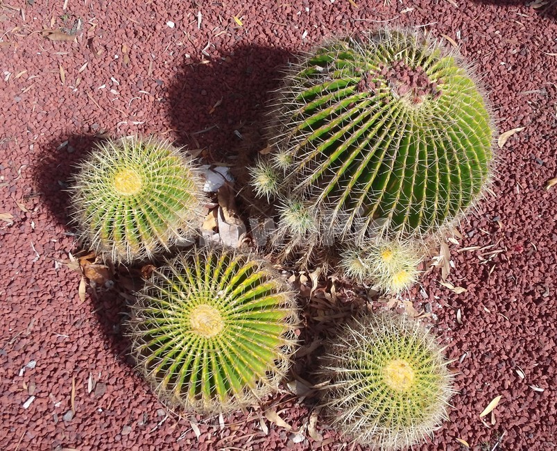 선인장,cactus,금호선인장,다육식물,다육,건조,수분,다육이,뾰족,가시,물,생명력,척박,식물,자연,plants,nature