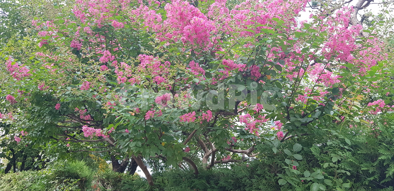 꽃,분홍꽃,연분홍,화초,화단,옥외,나무,plant