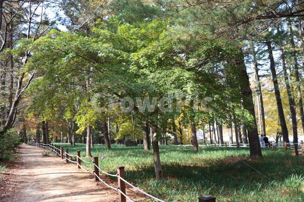 풍경,산책,산책길,숲길,나무,식물,tree,plant
