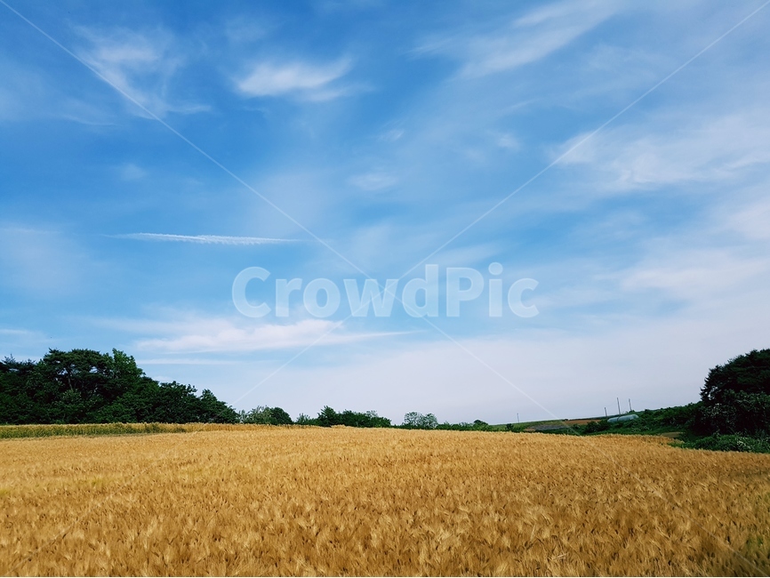 보리밭,하늘,보리,풍경,구름,자연,풍경,nature,landscape,plant,식물,field,들