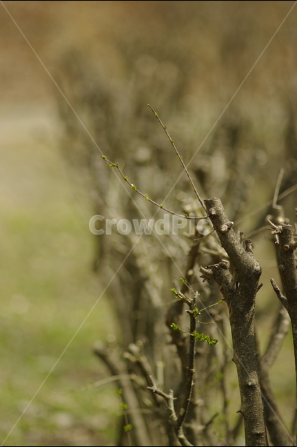 나무,새순,새싹,가지,봄,산길,청룡저수지,청룡사,바우덕이,식물,자연,plants,nature