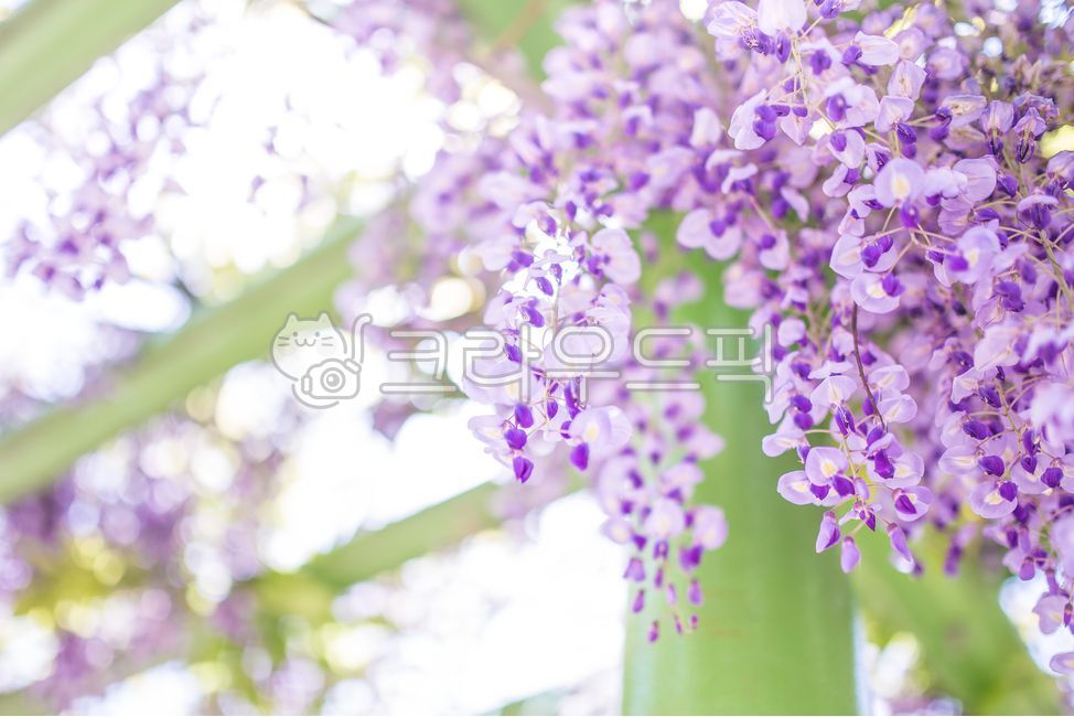 plant,식물,등나무,등나무꽃,보라,보라색,보라색꽃,자연,꽃,purple,wisteria,plants,nature,flower