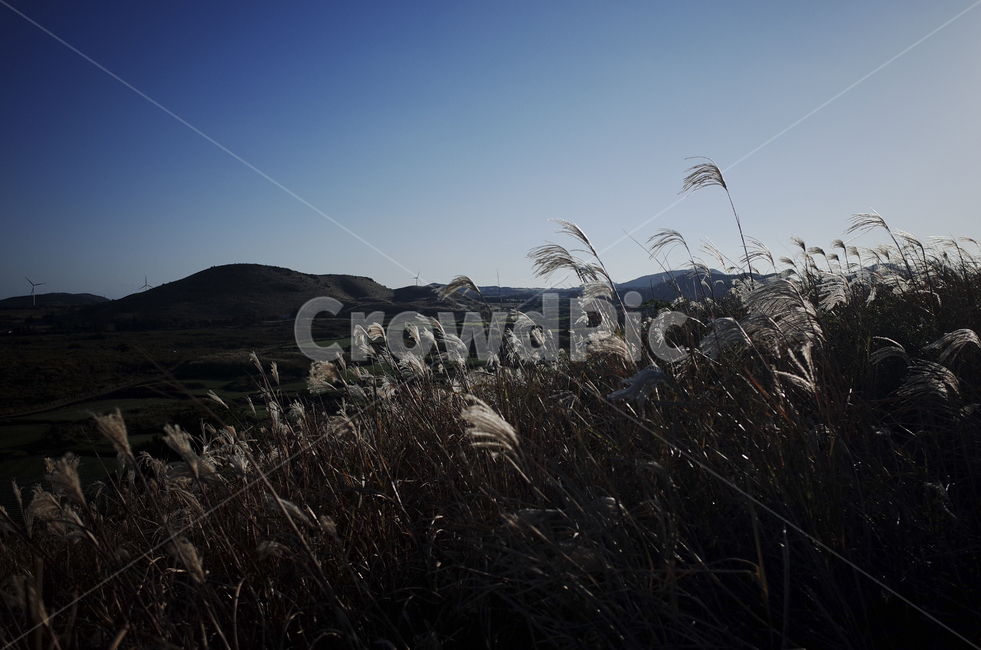 plant,식물,grass,잔디,억새,억새풀,들판,nature,자연,옥외,outdoors,reed,갈대