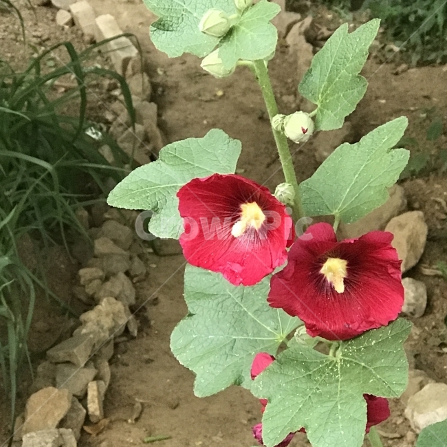접시꽃,접씨꽃,접중화,촉규화,Hollyhock,아욱과,두해살이풀,여러해살이풀,Althaearosea,붉은꽃,단체웅예,다심피,관상용,약용,약재,꽃,식물,Flower,식물,자연,plants,nature,꽃,flower