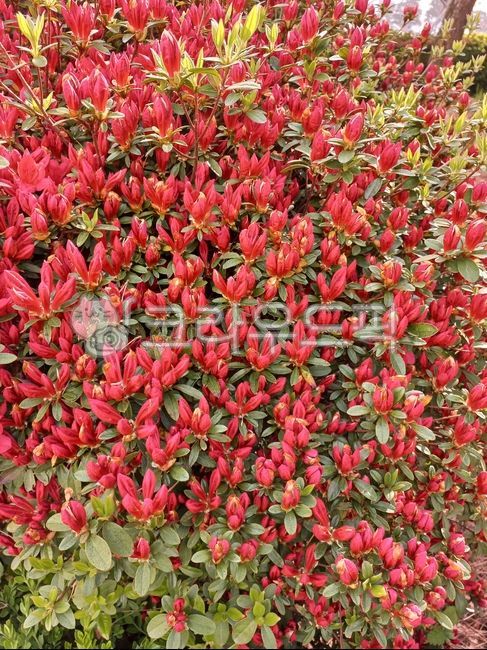 영산홍,진달래과,낙엽관목,왜철쭉,꽃,봄꽃,식물,flower,plant,꽃,flower