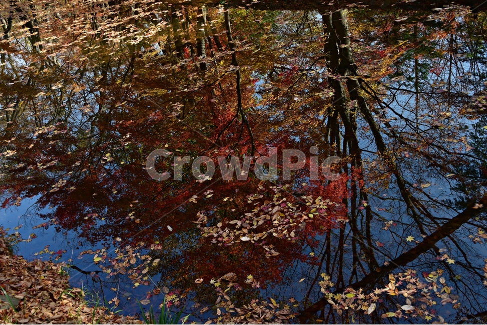 선운사도솔천,도솔천,선운사,선운사단풍,가을단풍,감성,가을풍경,landscape,scenery,view,autumnscene,가을,계절,fall,autumn,season,plant,식물,leaf,잎,tree,나무