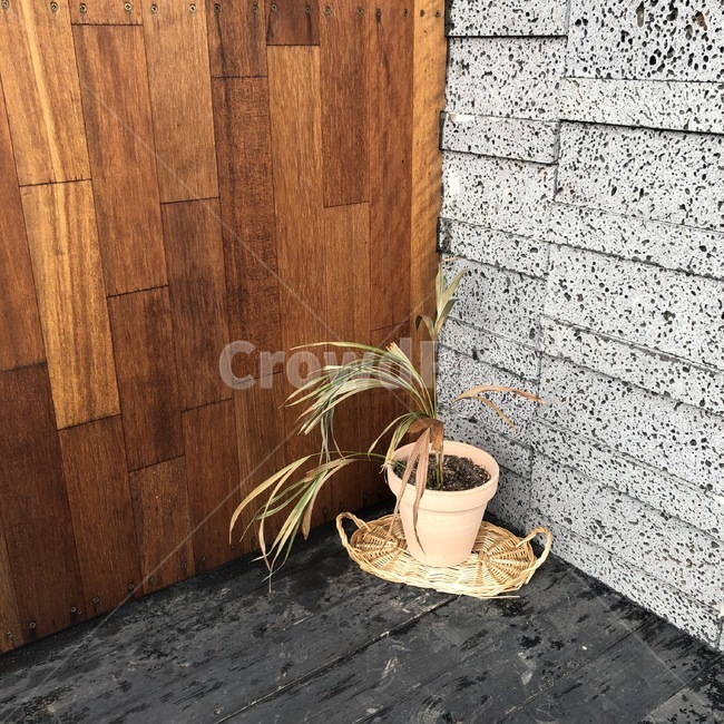 화분,꽃,벽,문,작은화분,0,실내용화초,화분,화초,house plant