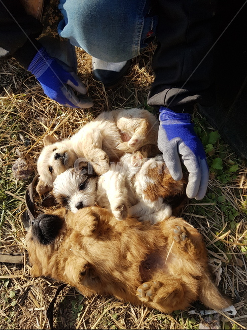 시골개,강아지,누렁이,puppy,dog,동물,animal,포유류,mammal,개,강아지,dog,doggy