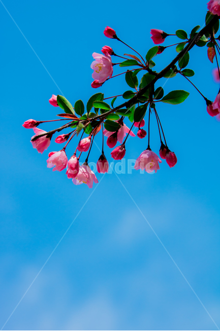 꽃,flower,기다림,봄날,파란하늘,여유,여백,기대감,배경,식물,자연,plants,nature,꽃,flower
