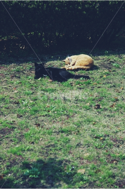 고양이,cat,낮잠,오후,nap,siesta,한가로운,한가한,afternoon,햇빛,여유,relax,동물,animal,포유류,mammal,고양이,cat,kitten,kitty,감성,sensible,feeling,휴식,힐링,rest,relaxation,healing