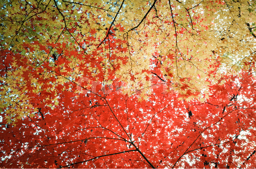 단풍,은행,가을,나뭇잎,울긋불긋,가을나무,가을,계절,fall,autumn,season,leaf,잎,plant,식물,tree,나무,maple