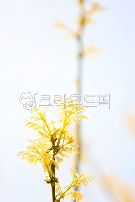 식물,봄,새싹,황금색,황금회화나무,spring,sprout,goldcolor