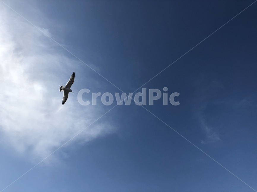 하늘,자연,갈매기,새,flying,나는,animal,동물,bird,동물,animal,조류,새,birds