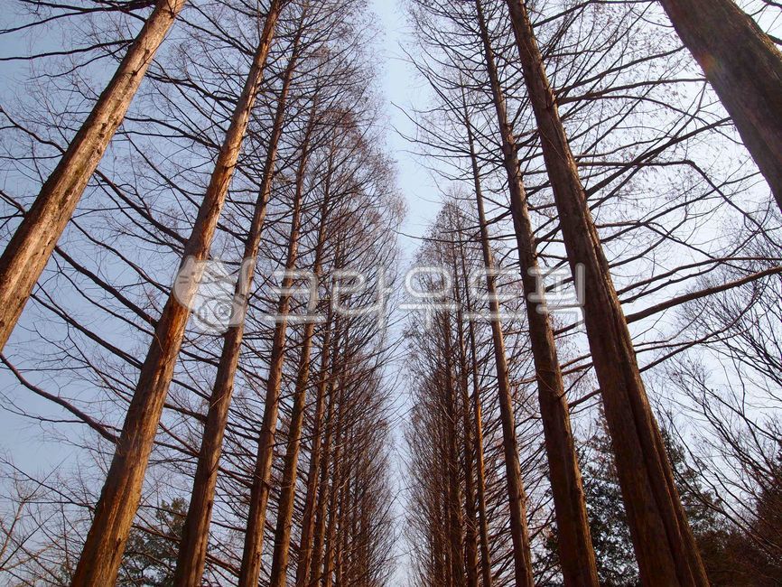 branch,metasequoia,scene,beautiful,high,view,symmetry,bark,symmetrical,season,wood,namiisland,sky,natural,dizzy,old,birch,Nami Island,woods,tree,decalcomania,winter tree,branches,trunk,pointed,wintering,gaze,background,plant,crazy,detail,winterwoods,fores