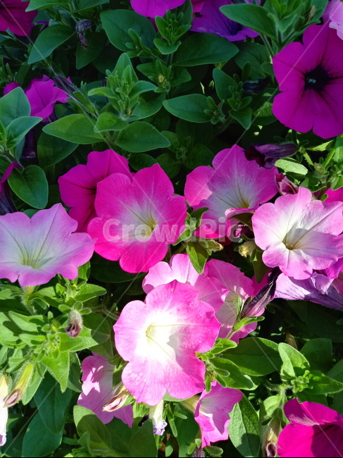 페튜니아,꽃,식물,flower,plant,commongardenpetunia,가지과,한해살이풀,식물,자연,plants,nature,꽃,flower