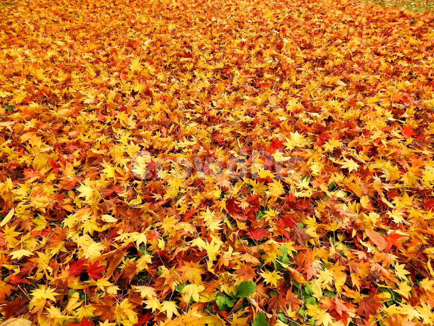 가을,계절,풍경,나무,식물,가을,계절,fall,autumn,season,plant,leaf,잎,tree
