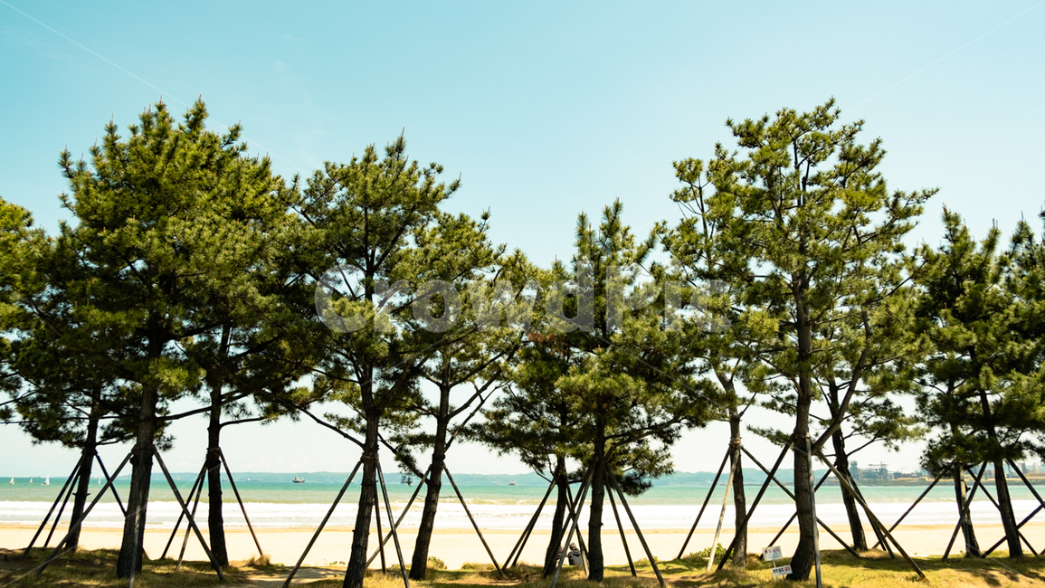 바다,동해,동해바다,감성,자연,sea,자연,풍경,nature,landscape,tree,나무,plant,식물