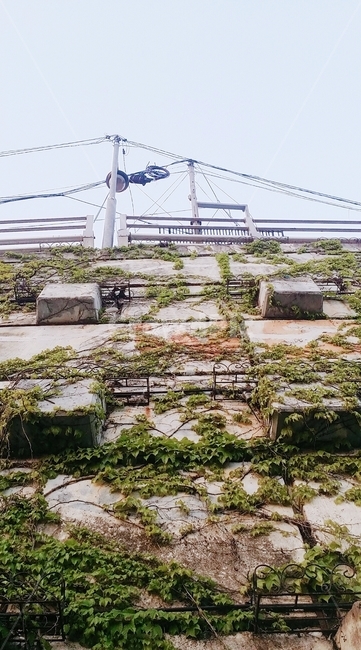 담쟁이덩쿨,덩쿨,잎,잎새,벽,가로등,식물,자연,plants,nature,건축물,건물외관,exterior,building,structure,architecture,construction