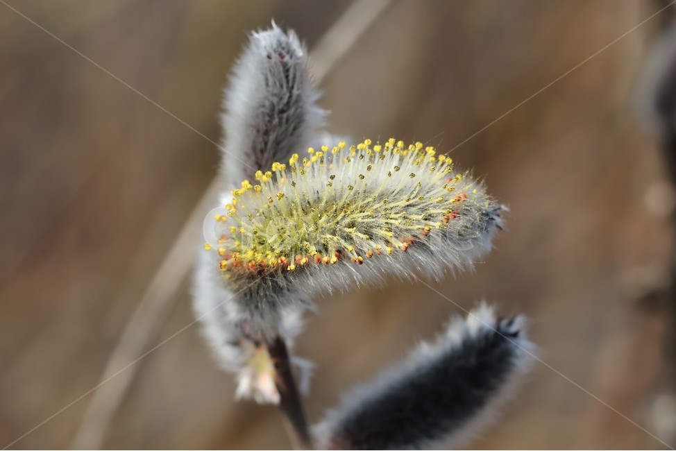 pollen,plant,식물,버들강아지,봄,희망,갯버들,식물,자연,plants,nature