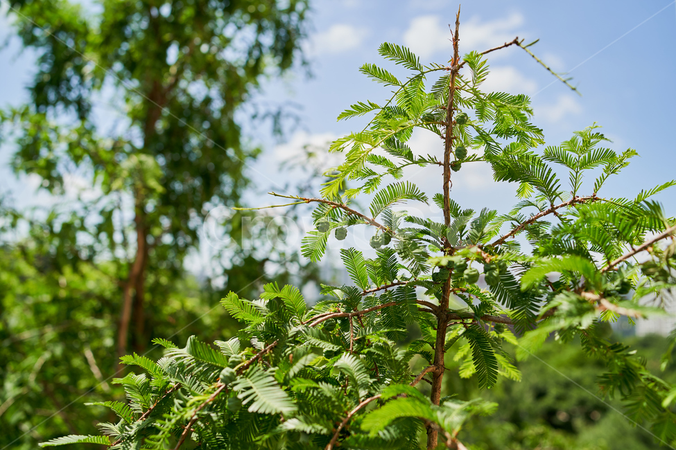 나무,녹색,빛,tree,햇빛,자연,연두색,green,sun,nature,식물,자연,plants,nature