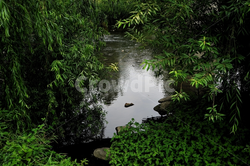 자연,식물,하천,물,녹색,연두색,nature,calm,cool,healing,자연,풍경,nature,landscape,water,outdoors,옥외,land,땅