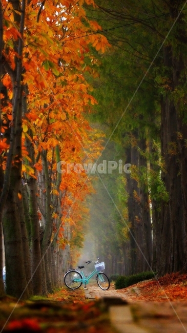 경주산림연구원,수목원,가을단풍,새벽안개,경주출사지,가을,계절,fall,autumn,season,자연,풍경,nature,landscape,한국자연풍경,한국자연경관,korea nature landscape,휴식,힐링,rest,relaxation,healing,tree,나무,plant,식물,transportation,교통,vehicle,차량,bicycle,자전거,bike,machine,기계,wheel,바퀴,tree trunk,나무 줄기