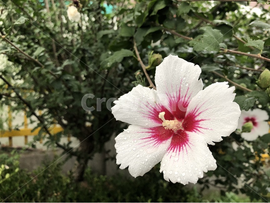 꽃,식물,자연,노랑,초록,flower,hana,plants,shokubutsu,nature,yellow,kiiro,green,midori,무궁화,mugunghwa,흰색,빨강,white,shiro,red,aka,비,물,rain,ame,water,mizu,분홍,pink,pinku,식물,자연,plants,nature,꽃,flower