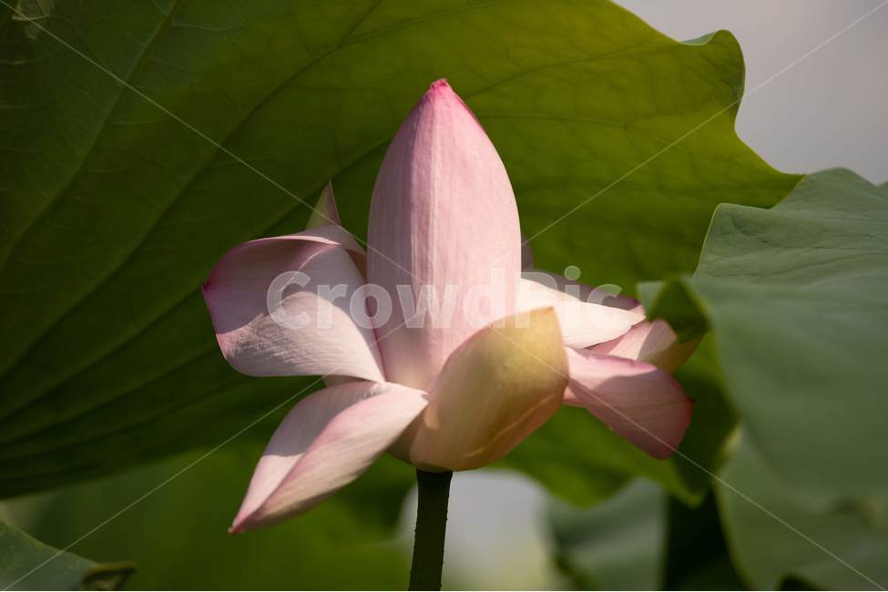 꽃,연꽃,구름,자연,백련,홍련,식물,자연,plants,nature,꽃,flower