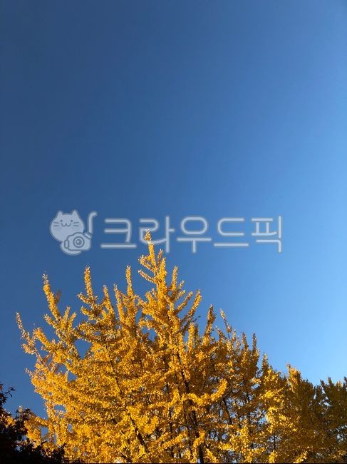 sky,Ginkgo,tree,afternoon,ginkgo leaves,plant,weather,season,autumn,Emotion,Sky of Autumn,Maple