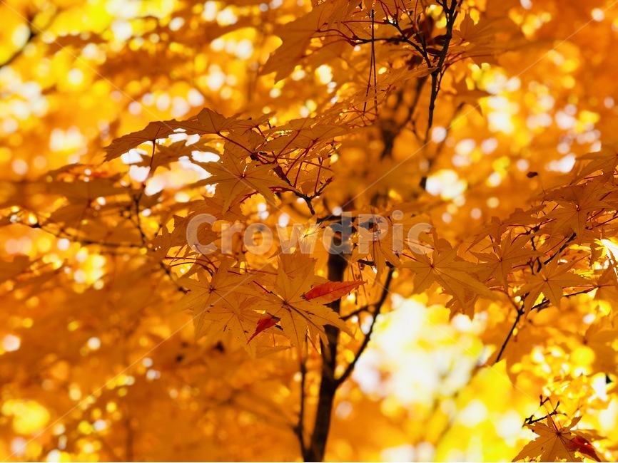 가을,낙엽,빛,햇빛,노란색,엘로우,가을,계절,fall,autumn,season,식물,자연,plants,nature,leaf,잎,plant,tree,나무,maple,단풍