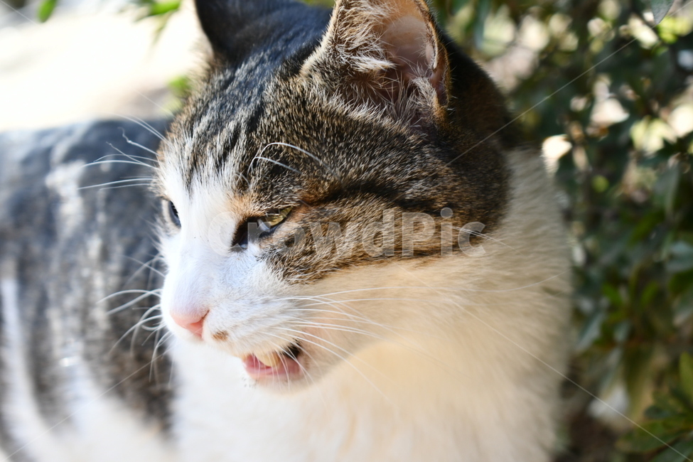 동물,고양이,cat,표정,도도함,동물,animal,포유류,mammal,고양이,cat,kitten,kitty