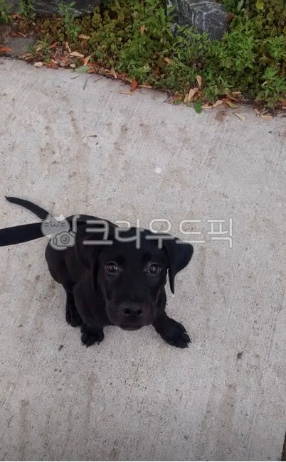 black,dog model,strap,puppy,advertisement,Model,animal,labrador retriever,bowwow,guide dog,Dog,pet dog,mammalia,black lab