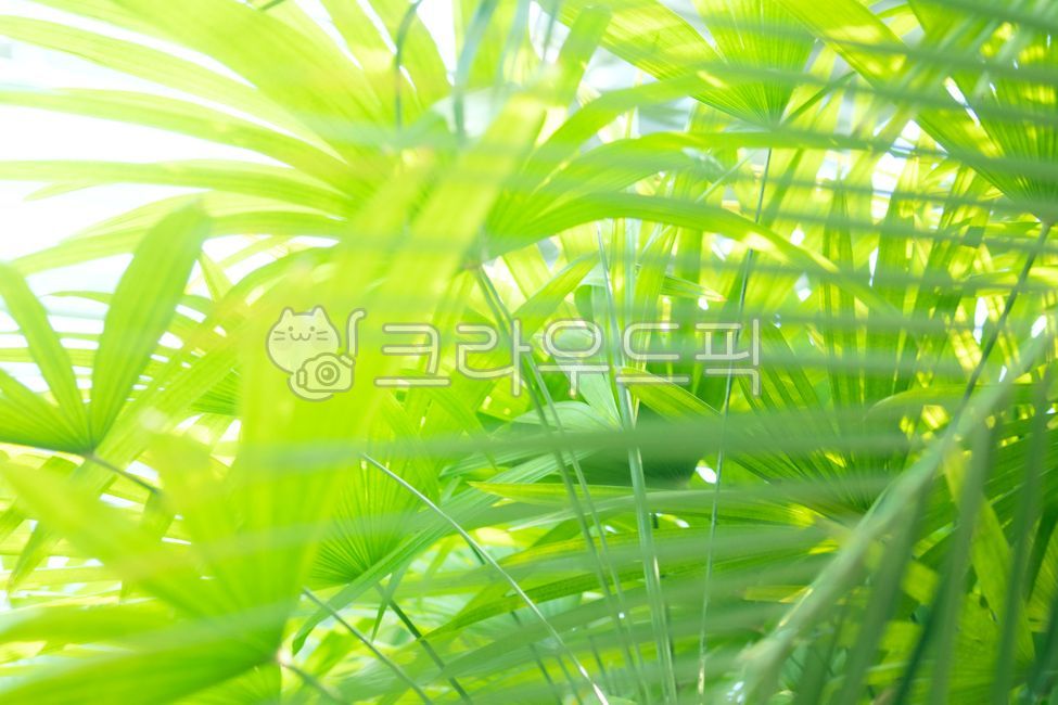 elegance,luxury,backdrop,background,leaf,tree,nature,spring,plant,branch,foliage,summer,sun,growth,new,discoloration,close-up,fresh,lush,green,garden,season,tropical,frond,texture,botany,grass,natural,stem,field,macro