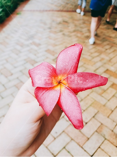 꽃,꽃한송이,분홍색꽃,손,꽃잎
