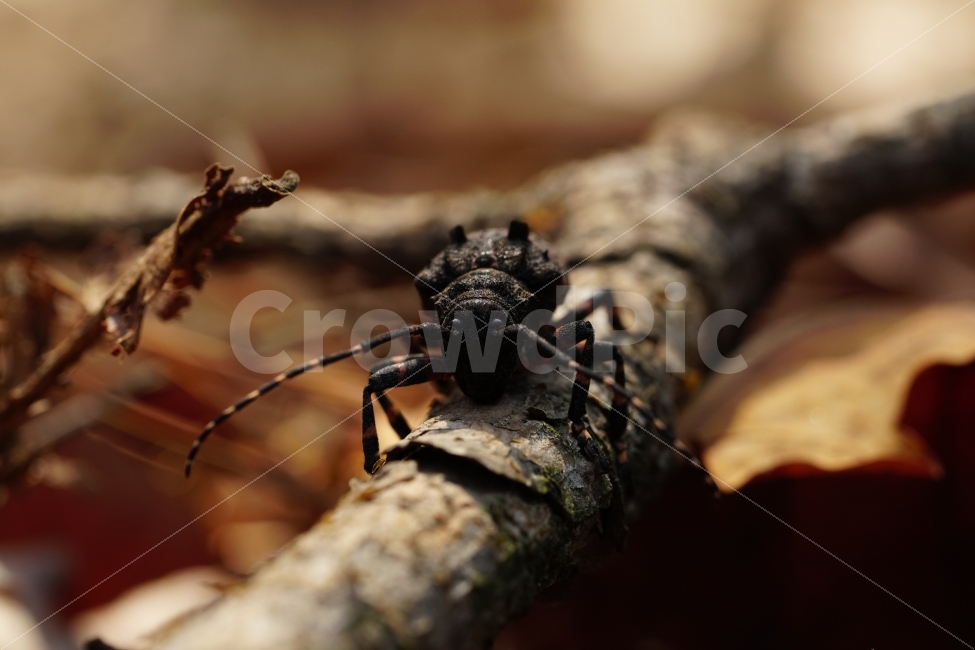 털두꺼비하늘소,곤충,자연,산,나무,식물,낙엽,이파리,벌레,insect,nature,동물,animal털두꺼비하늘소,animal,macro,접사,closeup,클로즈업,산속,숲속,산림,삼림,환경,plants,생명,풍경,landscape,snap,스냅,나뭇가지,동물,animal,곤충,벌레,insect,bug