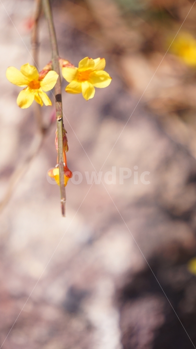 봄,꽃,배경,이미지,flower,spring,접사,식물,자연,plants,nature,봄,계절,spring,season,꽃,flower,plant,blossom