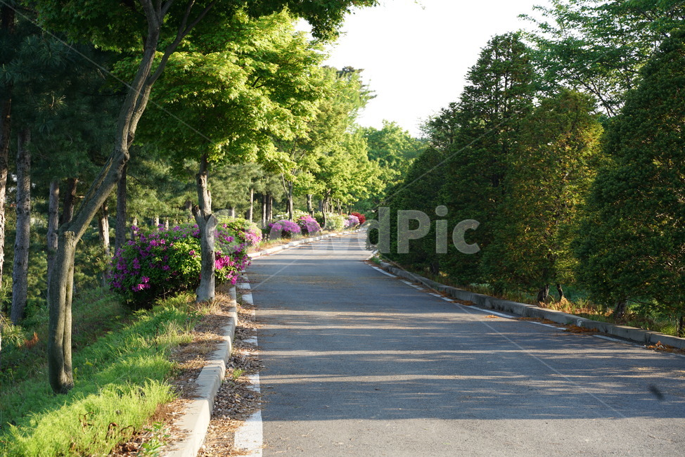 가로수,산책로,공원,산책,조경수,조경목