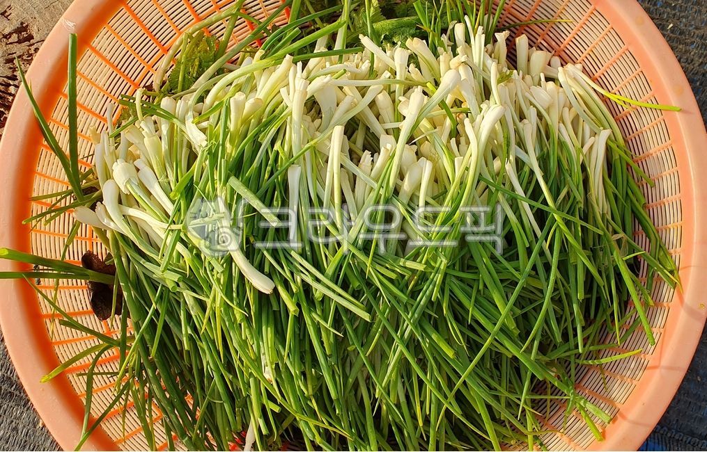 파,쪽파,김장재료,식재료,야채,채소,food,음식