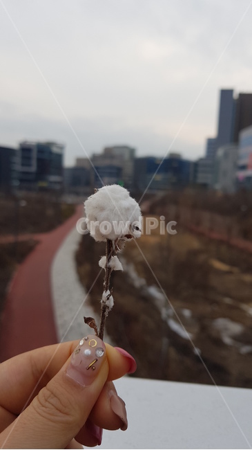 목화,목화꽃,꽃,flower,cotton,면화