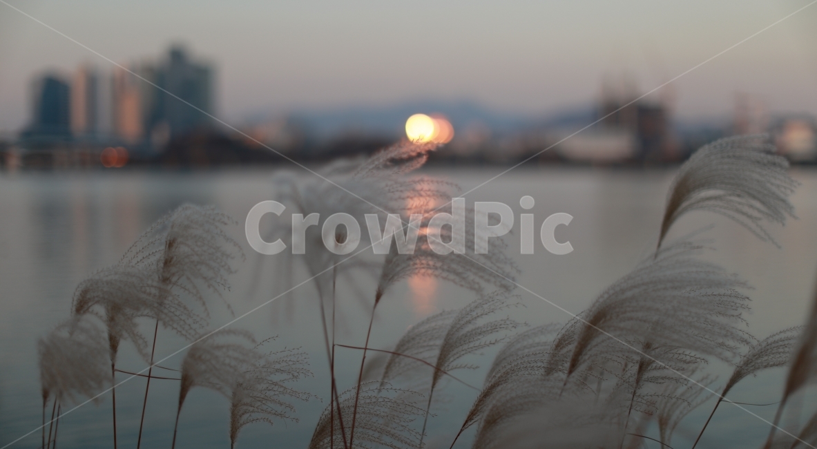 한강,감성사진,일몰,갈대,강,가을,계절,fall,autumn,season,식물,자연,plants,nature,감성,sensible,feeling,grass,잔디,plant,lawn,reed