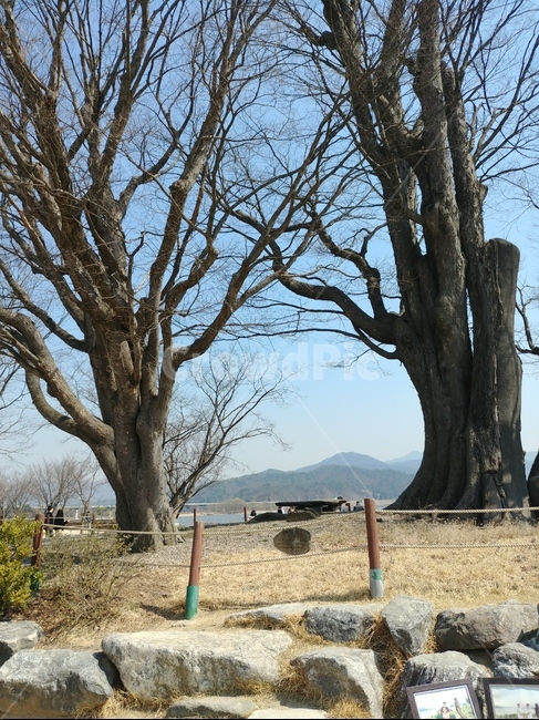 나무,느티나무,두물머리,하늘,나무줄기,식물