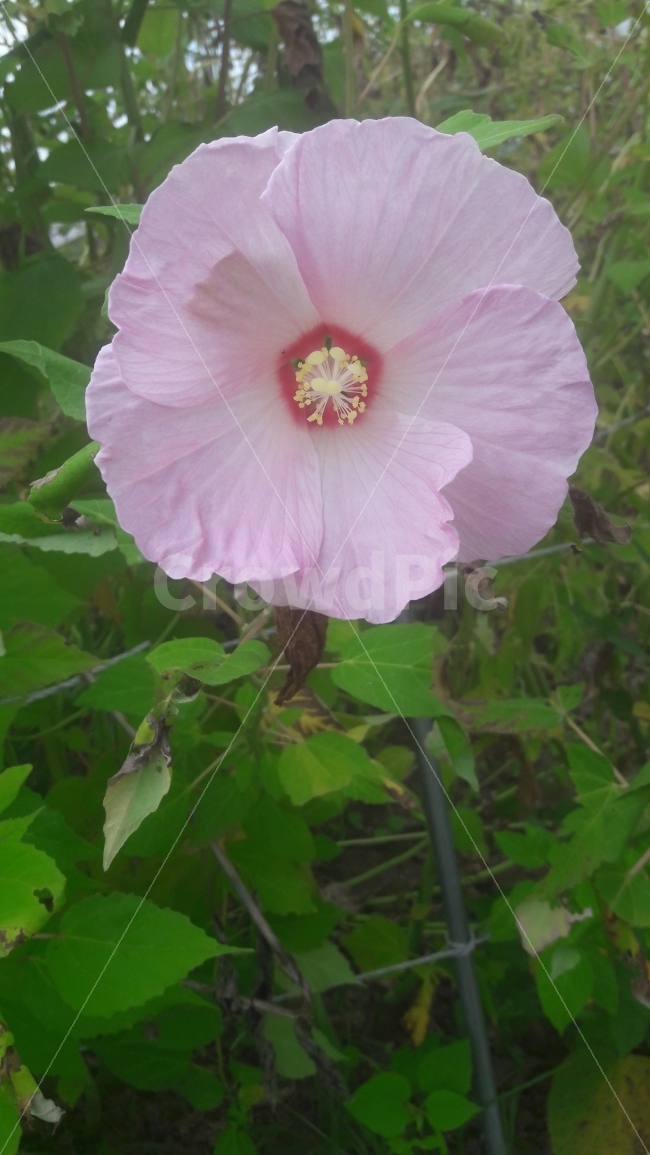 꽃,무궁화,분홍,초록,노란색,식물,자연,plants,nature,꽃,flower