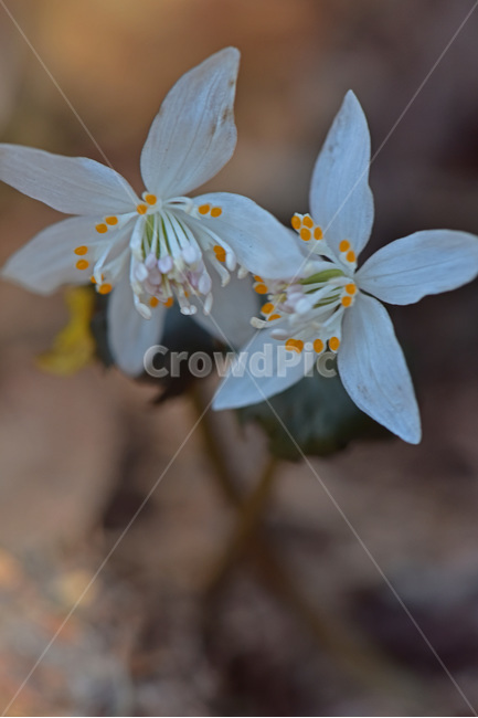너도바람꽃,whitesnowdrop,야생화,이른봄,희귀식물,흰색,식물,자연,plants,nature,꽃,flower