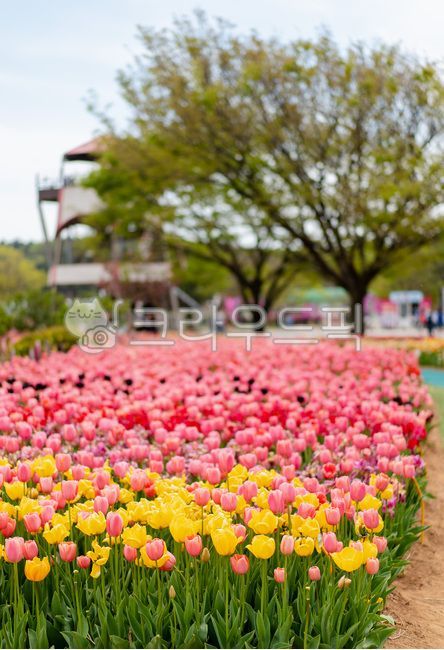 Tulip,spring festival,tree,Taean,Tulip Festival,flower garden,flower Festival,spring,spring flowers,Taean Flower Fair,plant,tulip flower field,park,Taean Tulip Festival