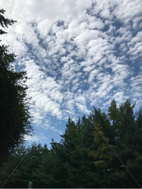 하늘,구름,sky,나무,맑음,맑은하늘