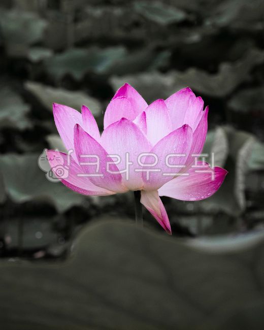 연꽃,전통,연,홍련,lotus,식물,한국,불교,수련,자연,blossom,꽃,연못,pond