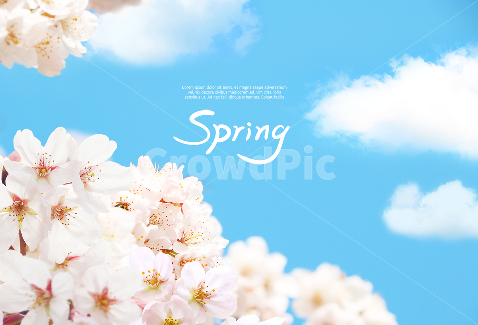 하늘,구름,벚꽃,봄,캘리,캘리그라피,손글씨,붓글씨,감성,봄,계절,spring,season,식물,자연,plants,nature,꽃,flower,캘리그라피,손글씨,calligraphy,plant
